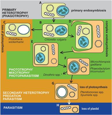 Editorial: Mixotrophic, Secondary Heterotrophic, and Parasitic Algae